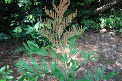Osmunda hilsenbergii